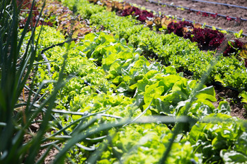 Organic garden with vegetables in spain