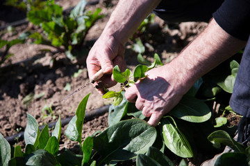 A farmer picking up spinachs from his organic garden