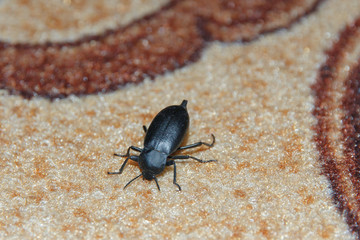  black beetle on the carpet top view 
