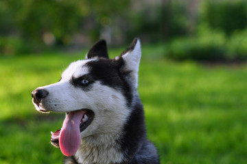 Husky puppy plays in the garden