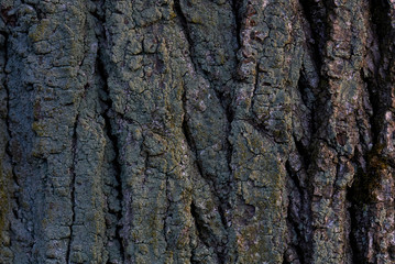 tree bark texture