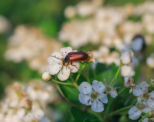 Phyllobius oblongus on spring tree flower on blurred background 