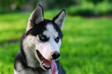 Husky puppy plays in the garden