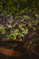 green leaves in the water