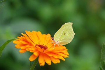 Ringelblume mit Schmetterling