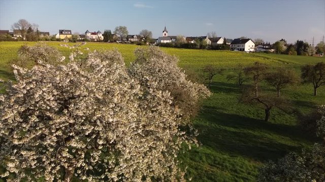 bl&uuml;hende Kirchb&auml;ume bei Dohr, Eifel, Rheinland-Pfalz, Deutschland
