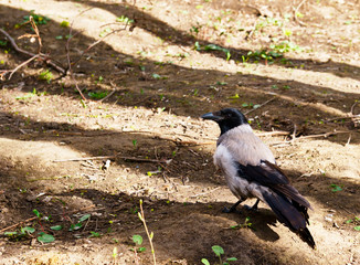 gray crow on the ground color warm