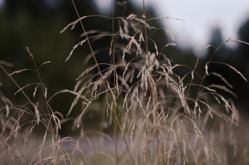 Dry grass in russian summer field