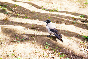 gray crow on the ground color warm
