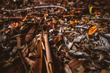Closeup of the forest floor with mushroom and bark