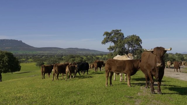 Retinta breed calves grazing in the spring of the Pedroches Valley. Limousin. Angus