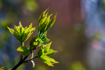 poplar buds bloomed macro soft focus close up