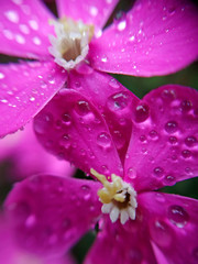 Droplets on Silene flowers.
