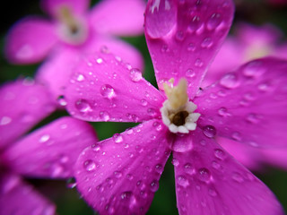 Droplets on Silene flowers.
