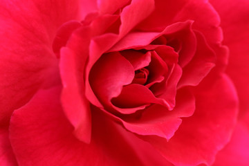 Naklejka premium Red rose close up
