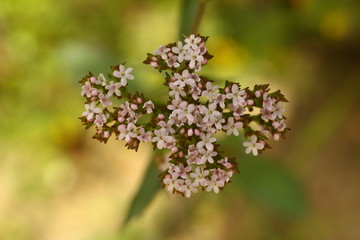 close up of lilac flowers