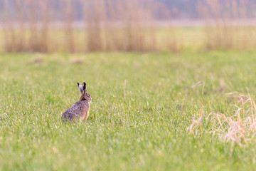 A european hare (Lepus europaeus) sitting upright in a field