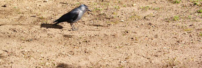 black bird on the ground color warm