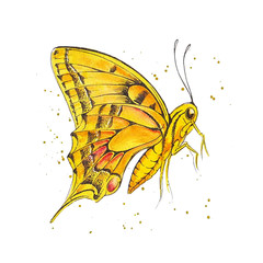  illustration of a butterfly. Watercolor hand drawn sketch