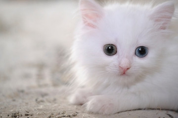 kitten with heterochromia close-up low light color