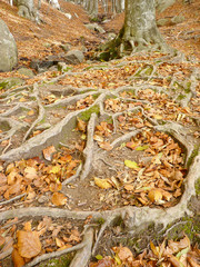 Raices del árbol en la superfice de la tierra en el Parque Natural del Montseny, Barcelona (España)