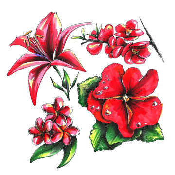 Set of red flowers. Marker and linera art. Hand drawn sketch