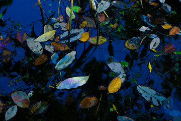 Fototapeta na wymiar leaves floating on the lake