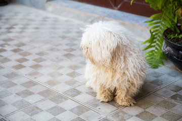 dog in front of a fence