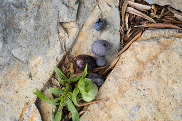 Close up shot of three olives on a stone background