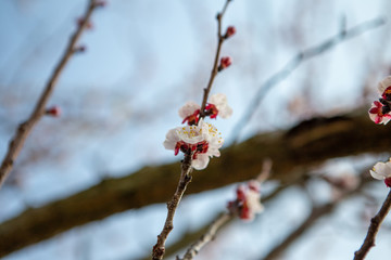 A twig with beautiful cherry blossoms lit by the sun's rays. It's a beautiful spring day and the blue sky is behind.