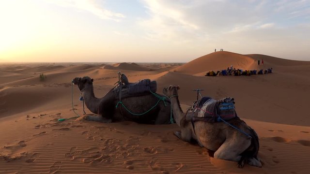 Caravan of two camels siting on sand for rest in Sahara desert dunes in sunset light , Morocco. Beautiful desert landscape of sand dunes wave pattern