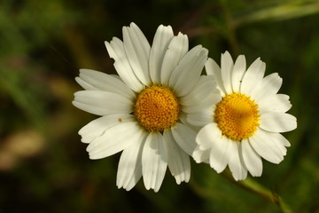 Obraz premium Margaritas