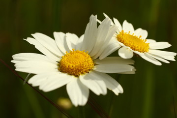 Obraz premium Margaritas blancas