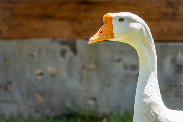 Domesticated grey goose, greylag goose or white goose portrait