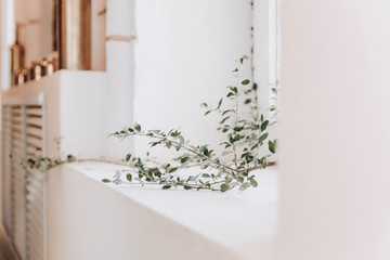 Green branch plant in a window 