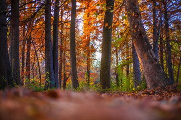 autumn forest in the morning