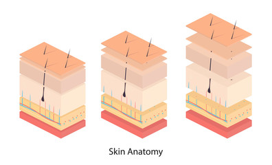 Human skin. Layered epidermis with hair follicle and sweat. Healthy skin anatomy medical vector illustration. Dermis and epidermis skin, hypodermis