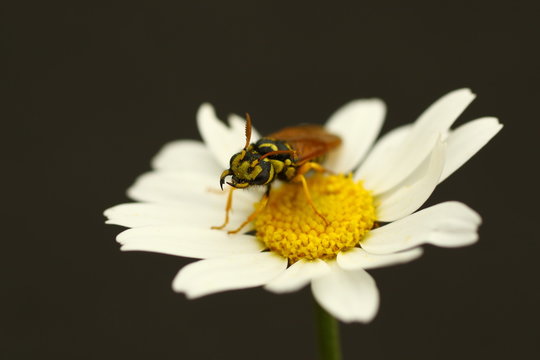 abaja en flor