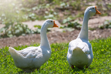 Obraz premium Two white big geese peacefully walking together in green grassy lawn on bright sunny day. Domestic goose, greylag goose or white goose, Anser cygnoides domesticus.