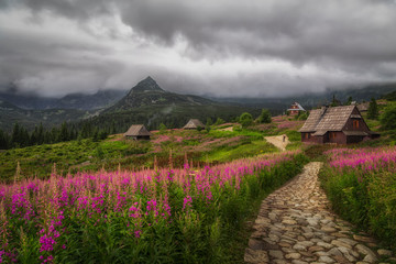 Hala Gąsienicowa w Tatrach w czasie kwitnienia wierzbówki kiprzycy