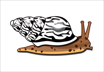 Snail limicolaria mertensiana. Uganda fauna. Exotic pet for snail keepers. lung clam. Stripes on the shell, white and black protective color. Tree species.  coloration similar to the Zebra. 


 