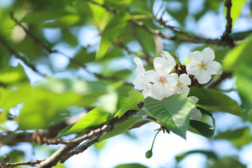 遅咲きの桜と若葉（染井吉野）