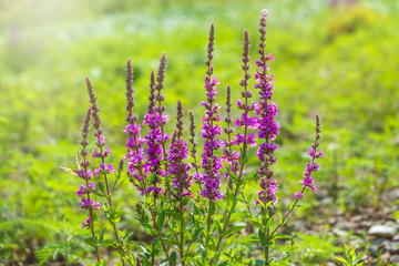Obraz premium Summer Flowering Purple Loosestrife, Lythrum tomentosum on a green blured background.