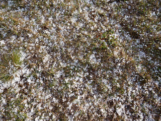 hail ice balls on green grass in spring