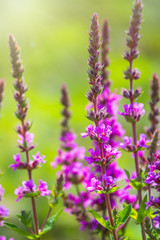 Summer Flowering Purple Loosestrife, Lythrum tomentosum on a green blured background.