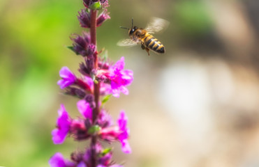 A bee collects nectar from bright purple flowers.