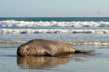 Sea elephant lies on a California beach