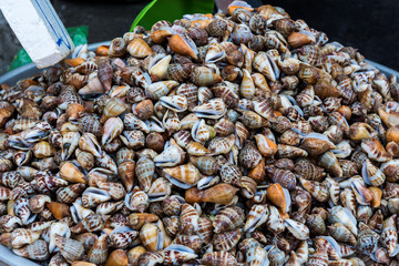Fresh snails in food market, Vietnam