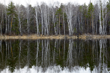 Nature of forests and lakes on the coastline. Reflection of the forest on the water surface. Beautiful landscape of the forest area by the water