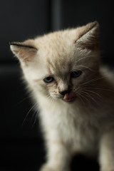 Scottish straight cat. Little fluffy kitten plays on a black leather armchair.